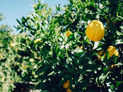 Andros Snacking Fruit